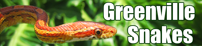 Greenville snake