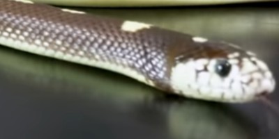 Greenville snake